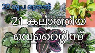 Calathea plants  20 varieties  all india  online  kodungallur  Video233 [upl. by Gridley552]