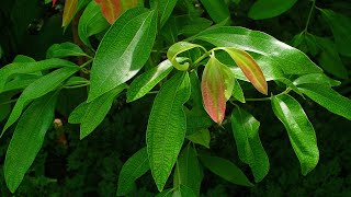 Cinnamomum verum called True Cinnamon tree or Ceylon Cinnamon tree native to Sri Lanka saplings [upl. by Anaud]