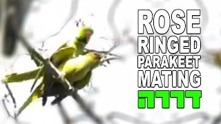 הזדווגות של דררות Rose Ringed Parakeet Mating [upl. by Devaj262]