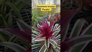 Bromeliad  Guzmania tricolor “purple”  flowers plants fypシ [upl. by Stinky]