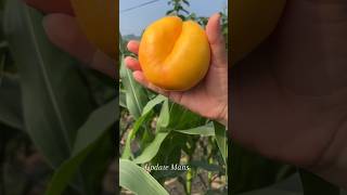 Beautiful Natural fruits shorts trending fruit viralvideo viralshorts [upl. by Maker]