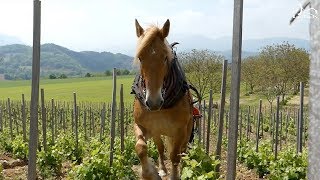 quotPrenez la Clé des Champsquot au Domaine Mayoussier [upl. by Cerys946]