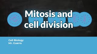 Mitosis and cell division [upl. by Ymarej]