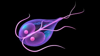 Giardia lamblia Giardiasis Morphology life cycle Lab diagnosis Treatment [upl. by Fedirko]