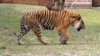 Bengal Tiger Roar and Grooming in HD  Captivating Beauty [upl. by Homere]