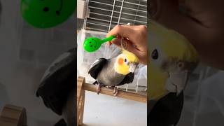 Adorable Cockatiel Larrys Cute Peekaboo Playtime 🥰🦜🫣 cockatielscraze [upl. by Itraa]