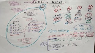 Tibial Nerve  1  Lower Limb Anatomy  TCML [upl. by Ariat97]