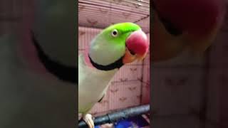 Mithu bola why ya bye kain samjhe ji cuteanimals funny talkingparro cutebird birds [upl. by Ratcliff]