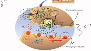 The Chemical Synapse [upl. by Linette]