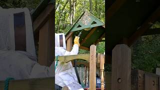 Massive Hornet Nest SWARM and ATTACK in Playhouse fyp viralvideo viralshorts hornetking [upl. by Narih]