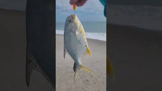 Catching multiple species including this pompano at Cocoa Beach tight lines [upl. by Holt]