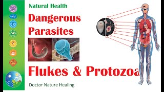 How Flukes TAKE OVER Your Body  Dangers of Human Parasites [upl. by Sirotek]