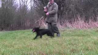 Cocker spaniel gundog training [upl. by Eux88]