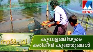 Karimeen Nursury  Manorama News  Nattupacha [upl. by Naxor]