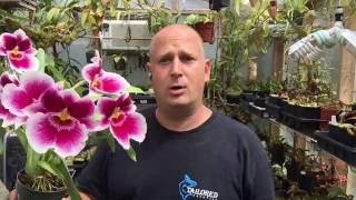 ORCHID CARE HOW TO REPOT A MILTONIOPSIS ORCHID WITH ROTTEN ROOTS IN BLOOM 1080p [upl. by Otrebmal]