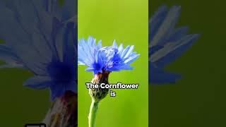 Cornflower Magical Flower Nov 18 to Nov 25 2024 cornflower flower flowers flowermeaning [upl. by Lemrahc]