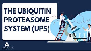 The UbiquitinProteasome System UPS​ [upl. by Anniram627]