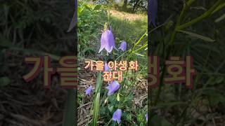 가을 야생화 잔대 가을꽃 초롱꽃과 딱주 사삼 [upl. by Adnahsam204]