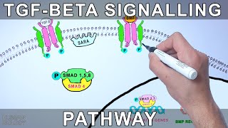 TGF Beta Signalling Pathway [upl. by Elora625]