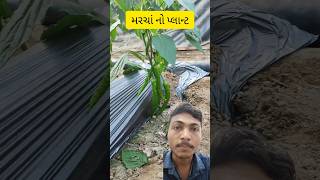 મરચાં નો પ્લાન્ટ marcha mirchi plants plant farmer farming farm video shorts [upl. by Kovacs94]