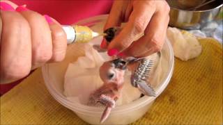 Baby Parrot Handfeeding Time [upl. by Halda]