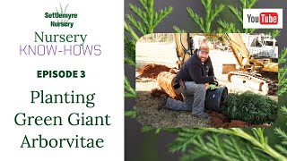 Nursery KnowHows Episode 3 Planting Green Giant Arborvitae Trees for Privacy Screen [upl. by Penman]