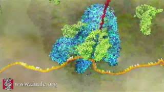 mRNA Translation Advanced [upl. by Zucker500]