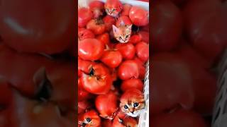 CHOTU KA CAT TOMATO shorts FACTFIREKING [upl. by Ynnal]