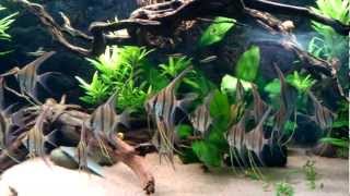 Pterophyllum Altum Iniridae [upl. by Noiramed446]