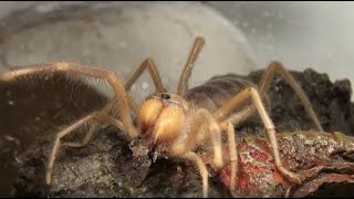 Meet The Camel Spiders These Are Our Current Solifugaes [upl. by Khalid]