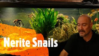 A Few Thoughts About Nerite Snails [upl. by Sifan]