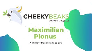 A guide to Maximilian Pionus parrots [upl. by Luehrmann]