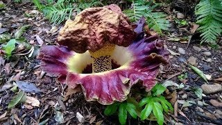 Amorphophallus paeoniifoliusquot Elephants Foot Yam [upl. by Larok365]