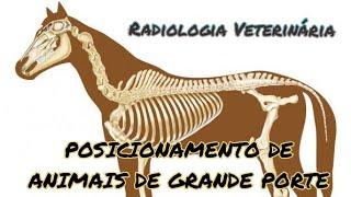 POSICIONAMENTO DE ANIMAIS DE GRANDE PORTE  RADIOLOGIA VETERINÁRIA [upl. by Cato]