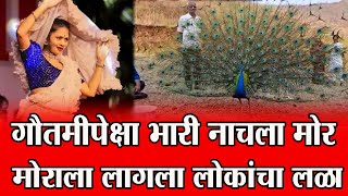 मोराला लागला लोकांचा लळा गौतमीपेक्षा भारी नाचला मोर  snn marathi । viral video [upl. by Forrer]