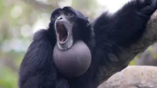 Screaming Gibbon Monkey [upl. by Windham]