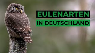 Die Eulenarten Deutschlands [upl. by Supmart860]