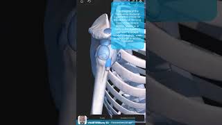 Visual Anatomy 3D  Facts about the Transverse humeral ligament shoulder anatomy [upl. by Benni]