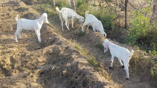 bahut hi khobsort green parking and animals find a food for himself and enjoy mood in the village [upl. by Juliane]