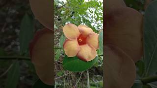 অলকানন্দাAllamanda catharticaflowersgardeningshorts [upl. by Marka804]