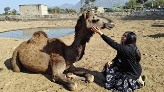 project ADAH at TOLFA  Camel Suraksha 🐫❤️ [upl. by Neram536]