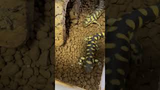 エレキング タイガーサラマンダー Eastern Tiger Salamander  Ambystoma tigrinum shorts shortsvideo [upl. by Ilse66]