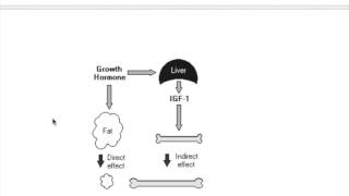 Somatomedin insulin like growth factorIGF [upl. by Oscar]