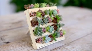 Popsicle Stick Mini Pallet w Succulents  Garden Answer [upl. by Neiv167]