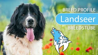 ► Landseer Breed 2020 Temperament amp Training [upl. by Alwitt755]