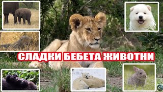 СЛАДКИ БЕБЕТА ЖИВОТНИ  Cute Baby Animals [upl. by Wandy305]