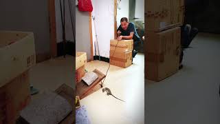 I made this mousetrap to catch it and am waiting for it to come [upl. by Schoof]