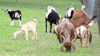 On The Farm  Educational Video by abcteach [upl. by Luane775]