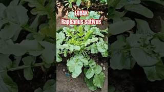 LOBAK Raphanus sativus nature agriculture glowup quotes [upl. by Savell]