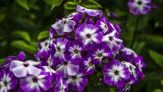 Phlox paniculata [upl. by Eednarb391]